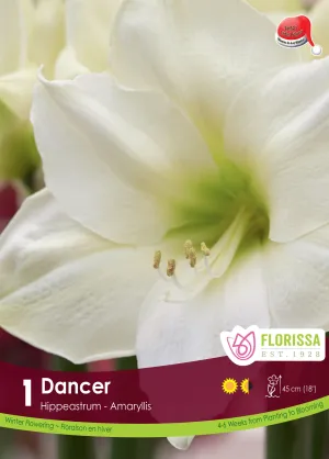 Amaryllis Dancer