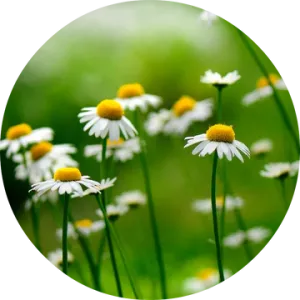 Chamomile German Essential Oil - Living Libations