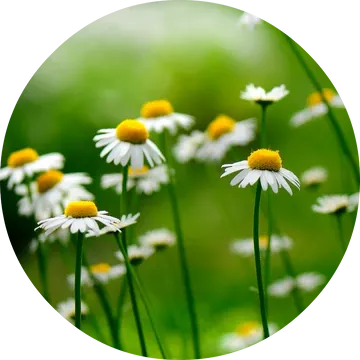 Chamomile German Essential Oil - Living Libations