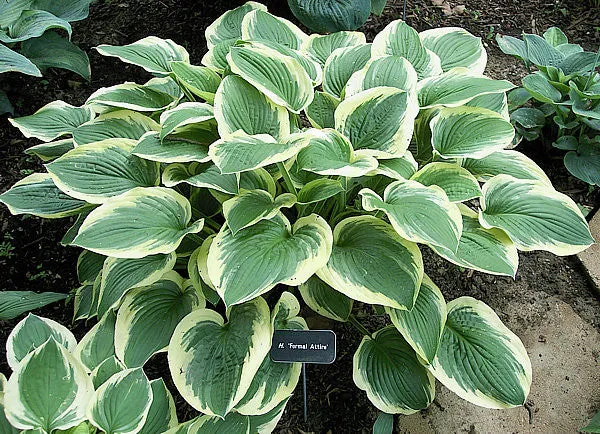 Formal Attire Hosta