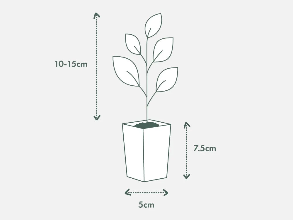 Gardenia augusta Forever More (2m Tall)