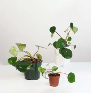 Peperomia Raindrop