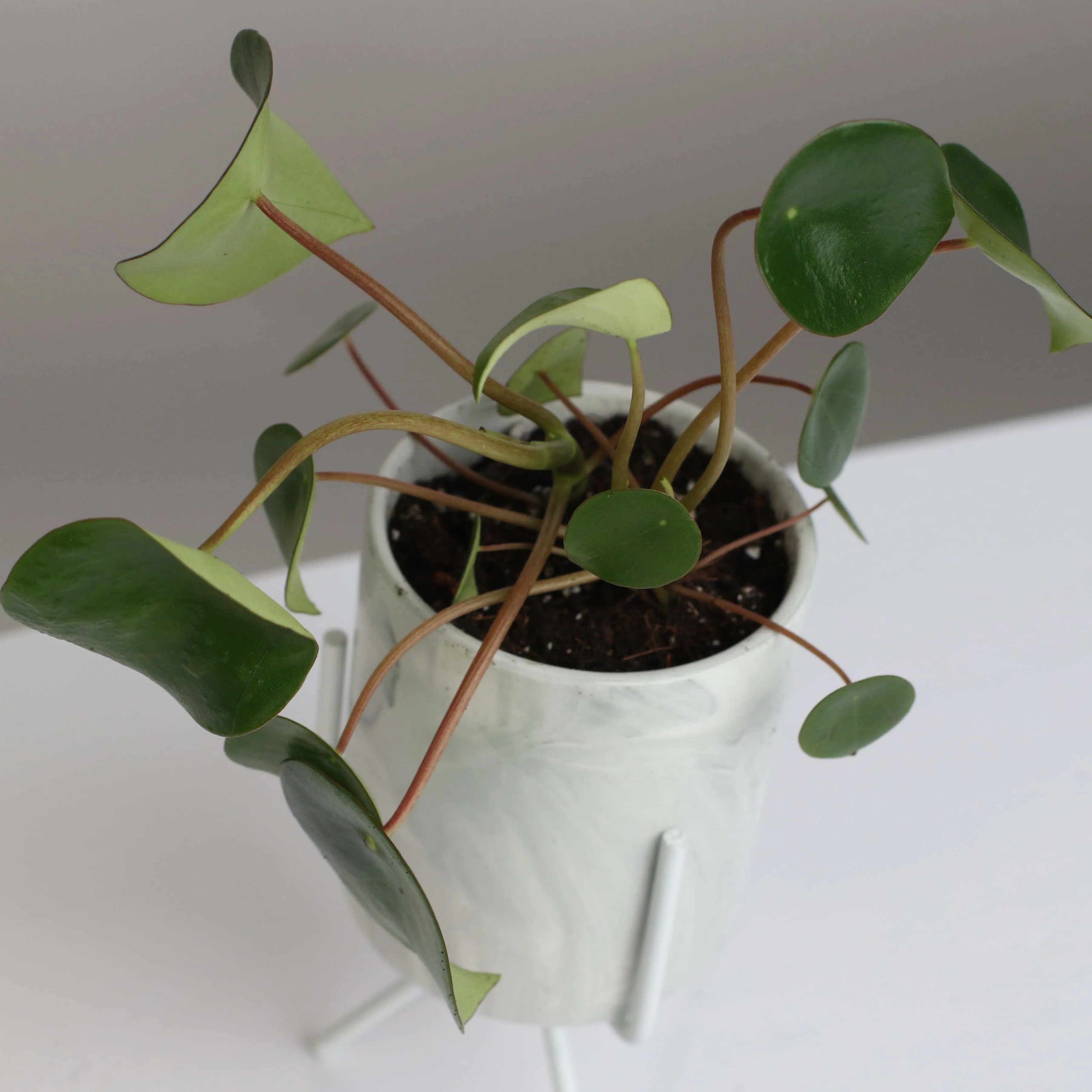 Peperomia Raindrop