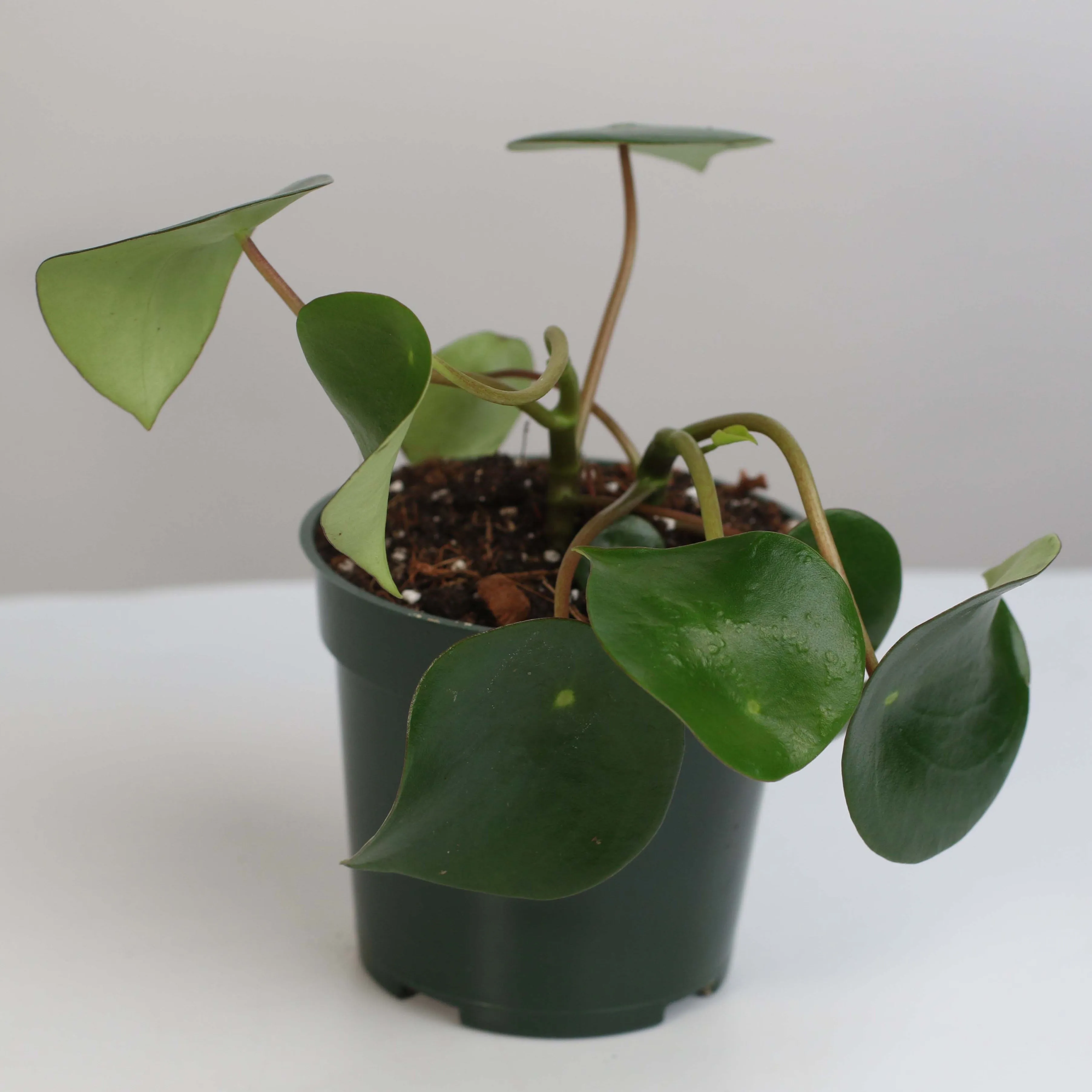 Peperomia Raindrop