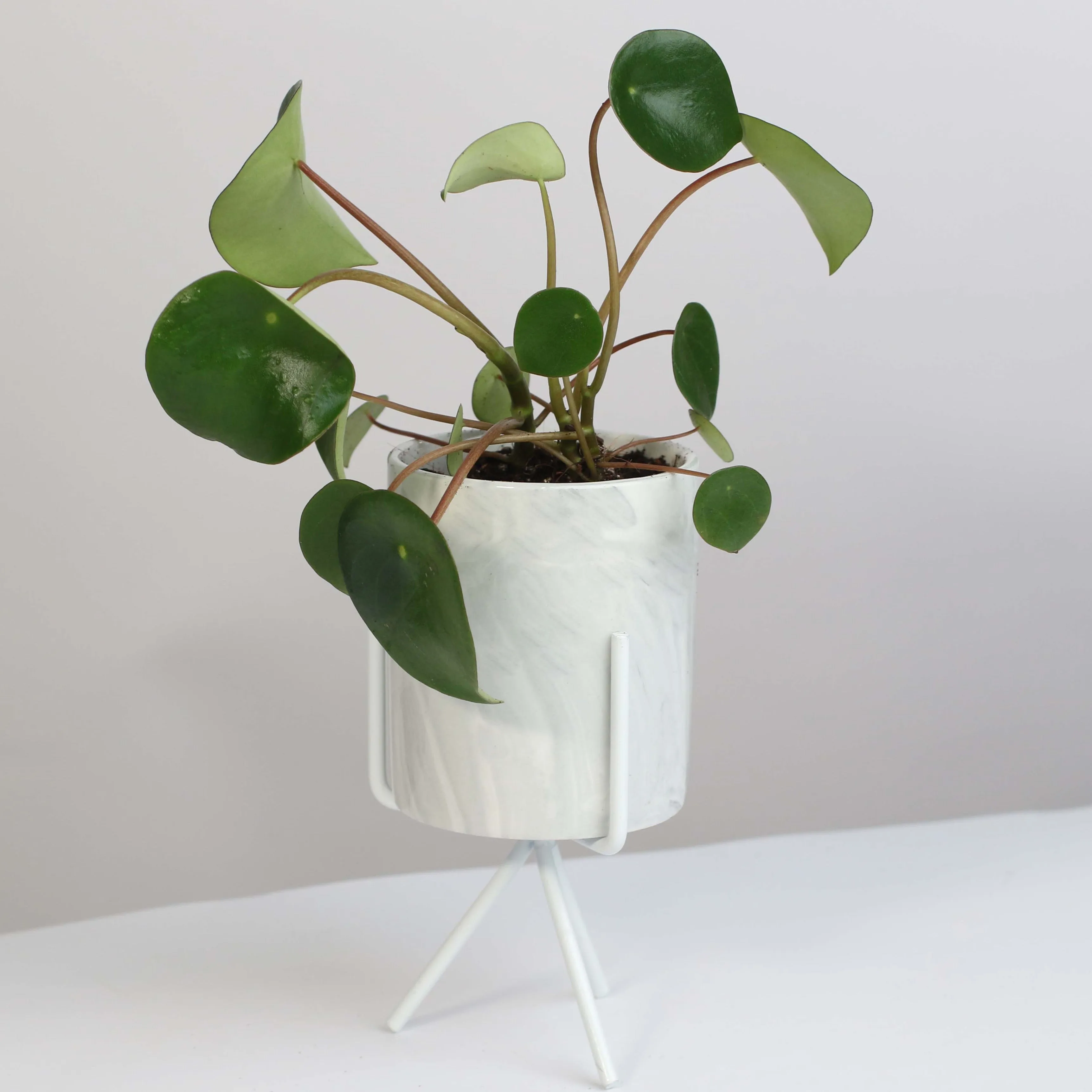 Peperomia Raindrop