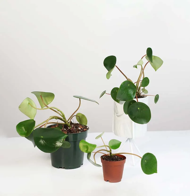 Peperomia Raindrop