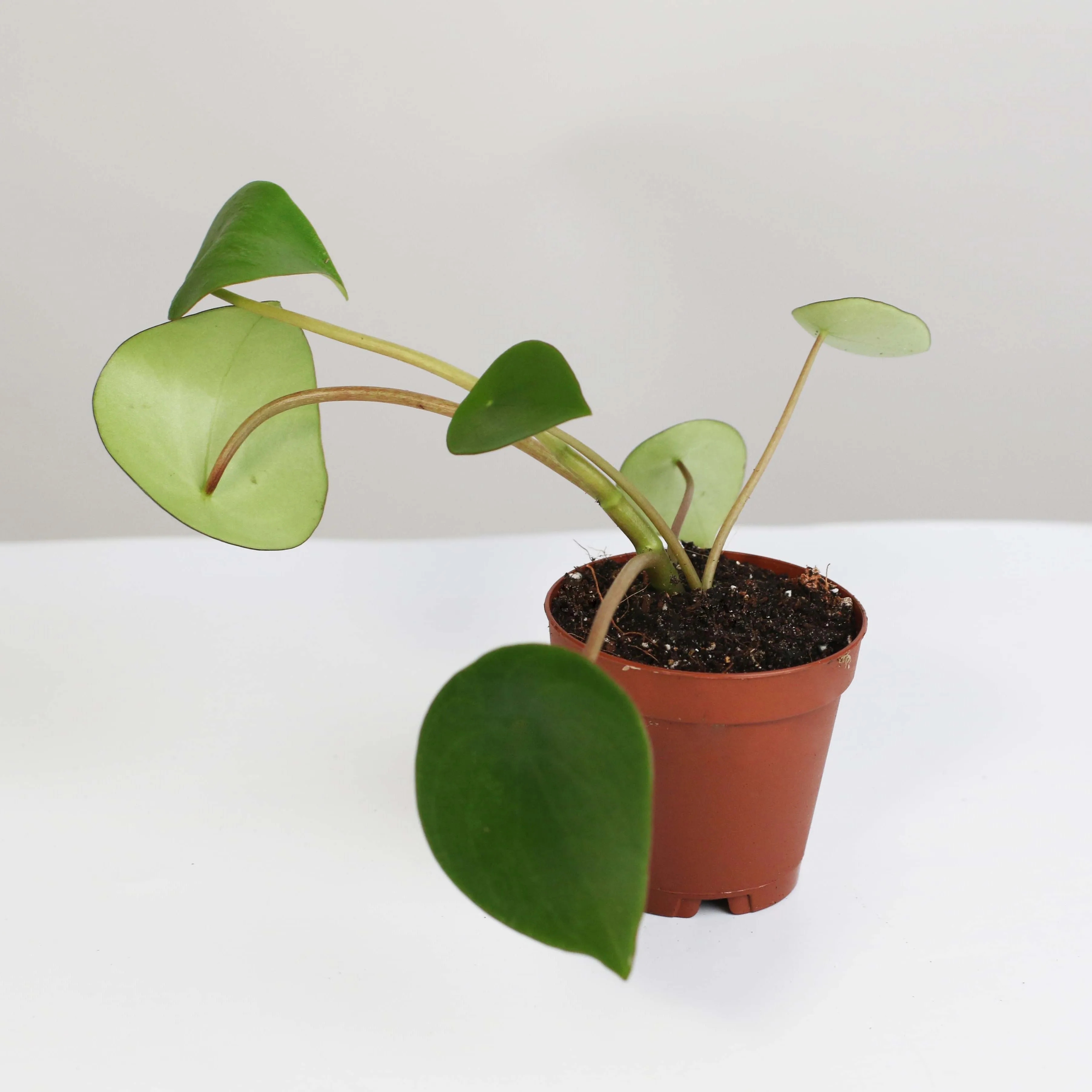 Peperomia Raindrop