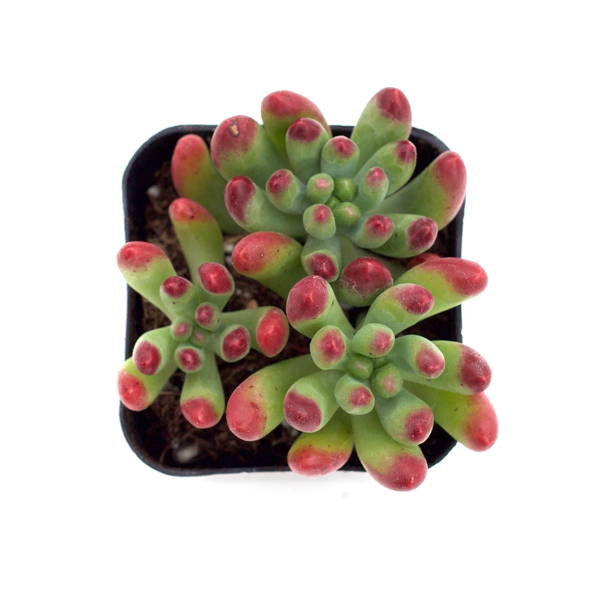 Sedum 'Salsa'