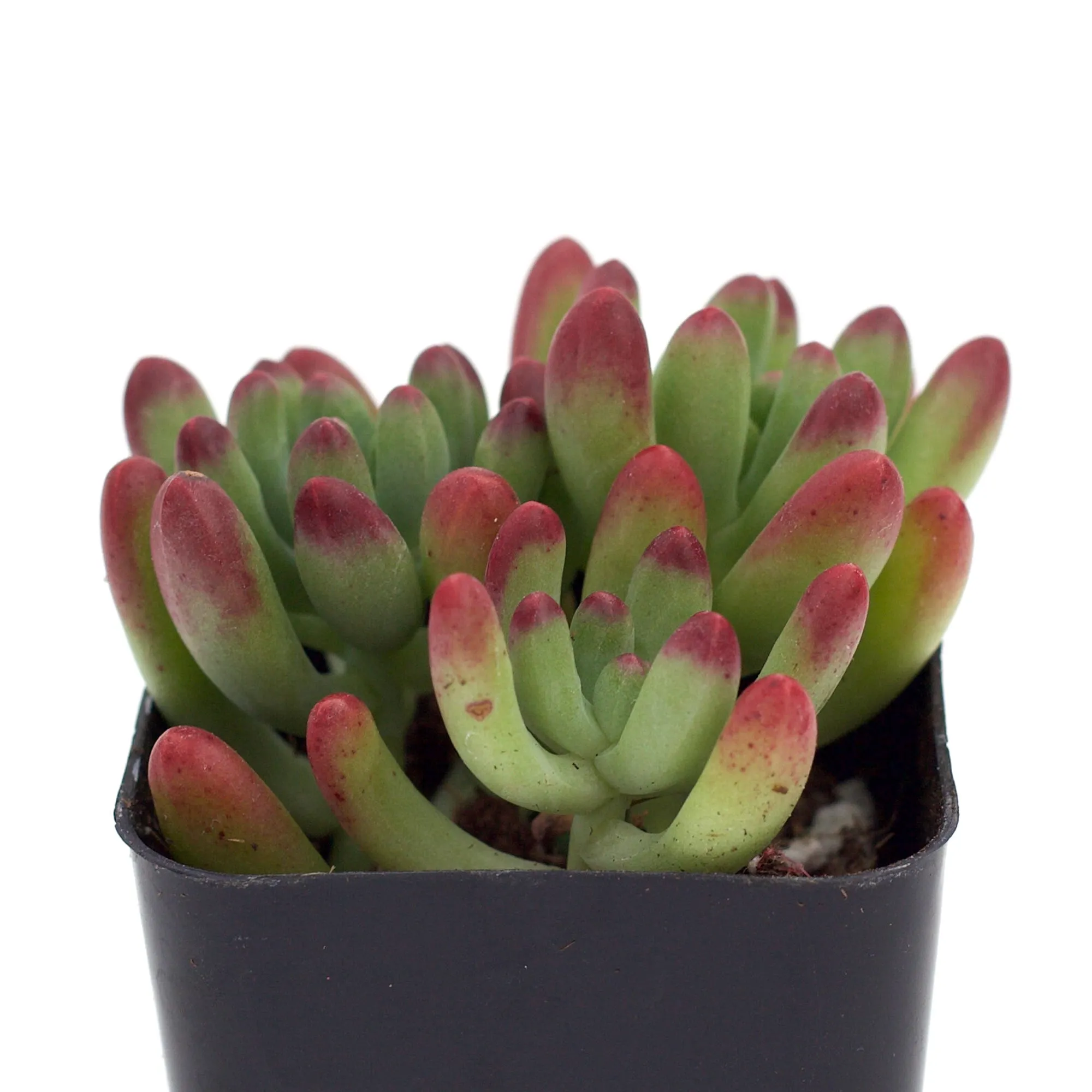 Sedum 'Salsa'